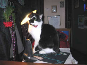 WayOutCat.jpg